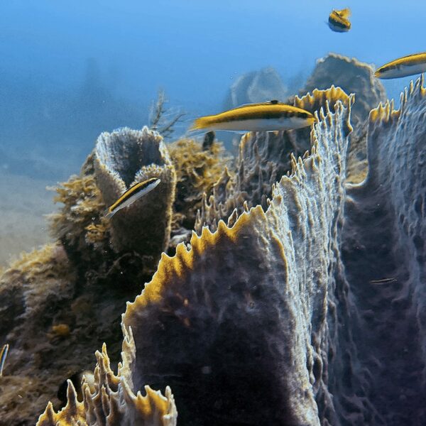 SportDiver_20260301_155931