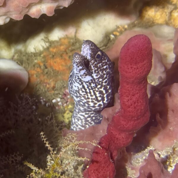 SportDiver_20260303_095345