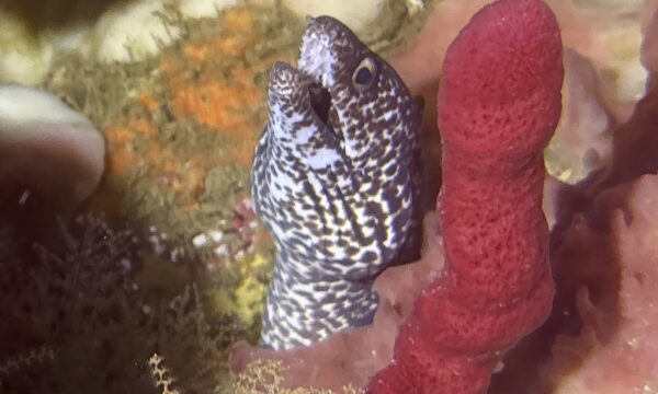 SportDiver_20260303_095345