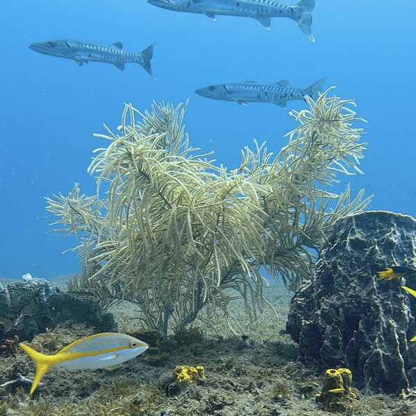 SportDiver_20260303_150328