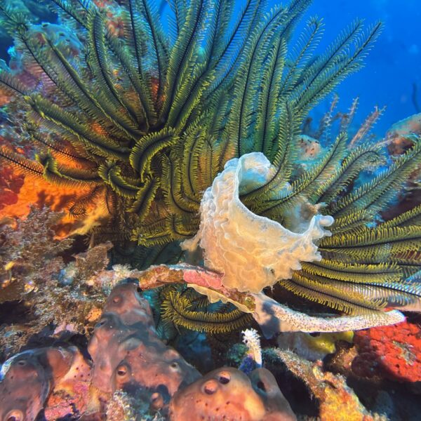 SportDiver_20260303_151728