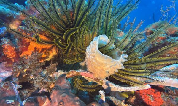 SportDiver_20260303_151728