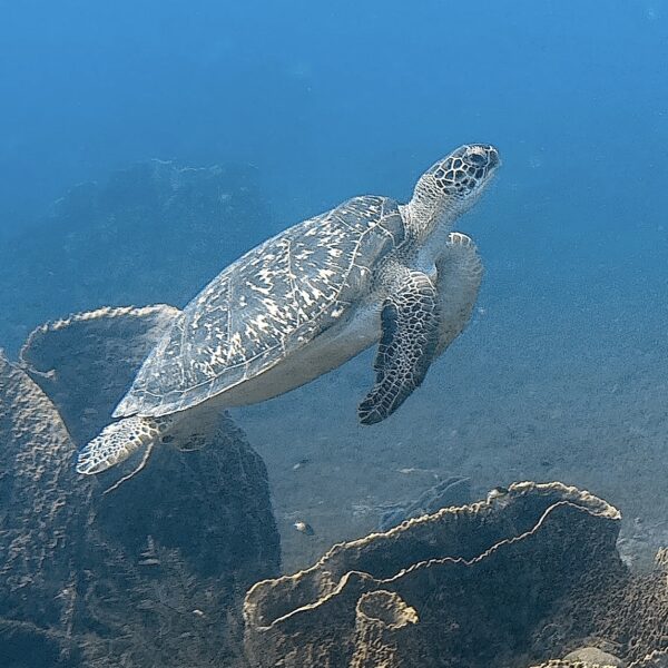 SportDiver_20260303_152903