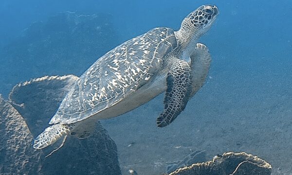 SportDiver_20260303_152903