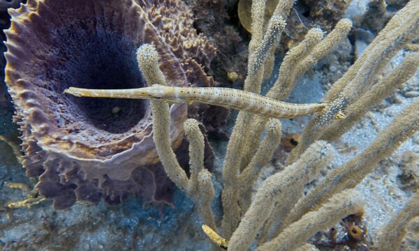 SportDiver_20260303_153918