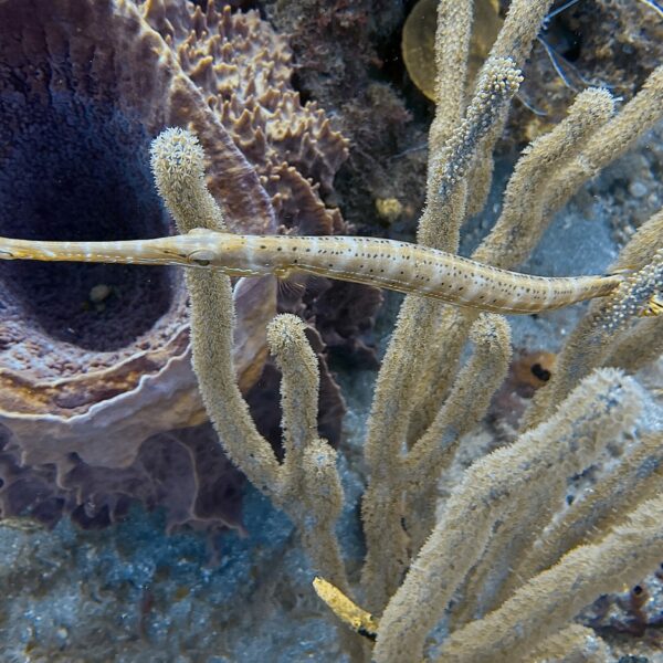 SportDiver_20260303_153918