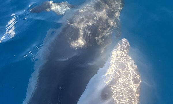 SportDiver_20260303_162926