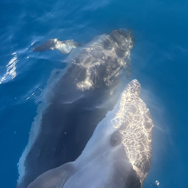 SportDiver_20260303_162926