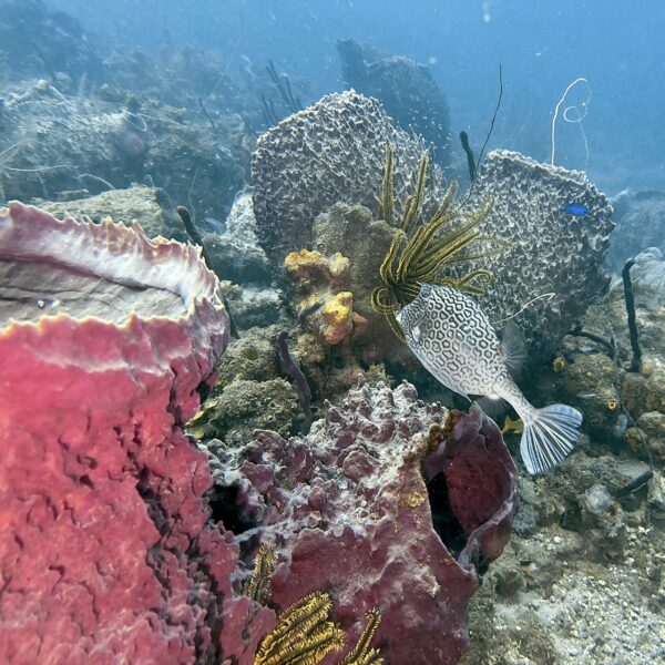 SportDiver_20260304_151510