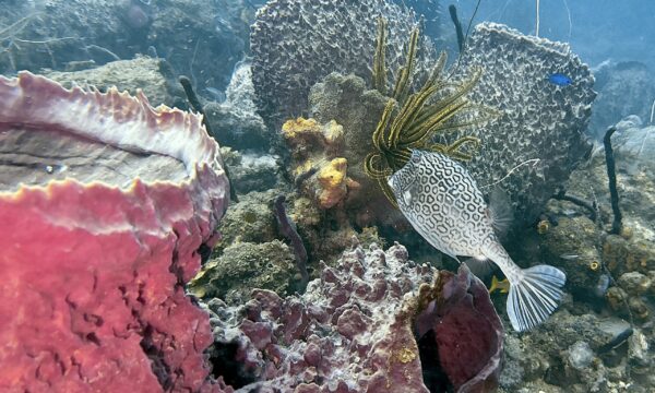 SportDiver_20260304_151510