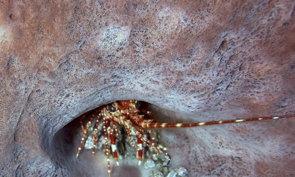 SportDiver_20260304_151653