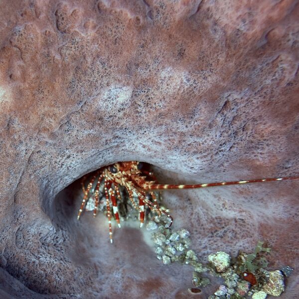 SportDiver_20260304_151653